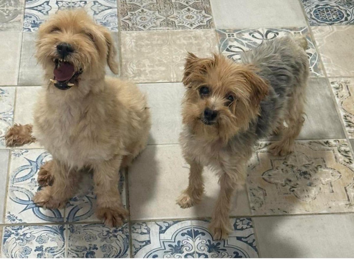 J_Zaragoza_'s tweet photo. Se llaman Loli y Paco
Son de 2014 y 3 kg y de 2016 y 5 kg
Fueron abandonados y desde entonces siempre juntos
Están castrados, vacunados y sanos
Son tranquilos y cariñosos
Están en Huelva, aunque pueden viajar 
Escríbenos por WhatsApp al 680 544 971
#AdoptaNoCompres https://t.co/tzO5arrrsv