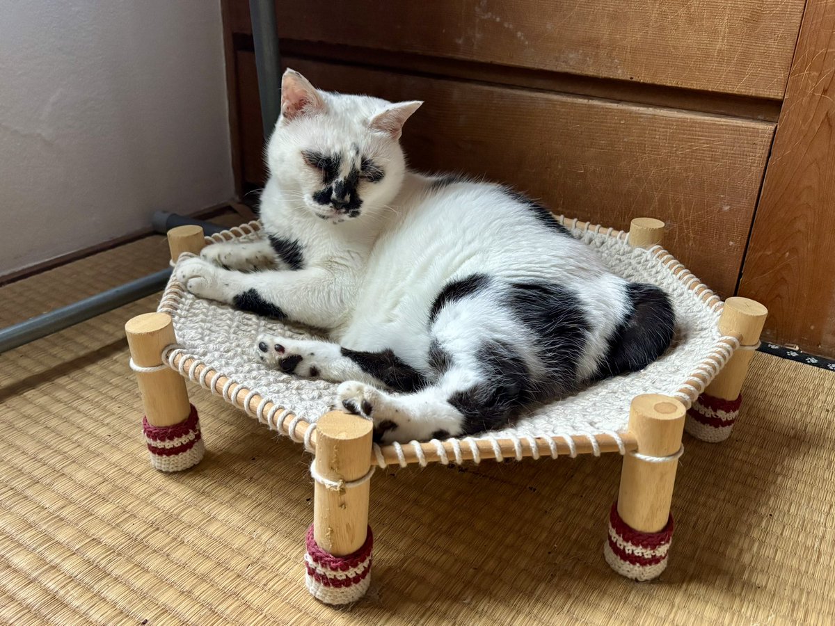 muddycat_atami's tweet photo. 暑くて痩せちゃう https://t.co/tMLZcgEryr