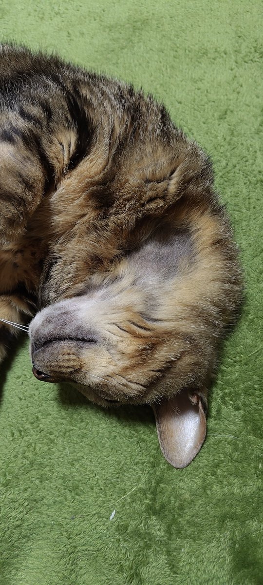 ねこぴー🐾YouTube配信中 (@Nekopi365) / Posts / X