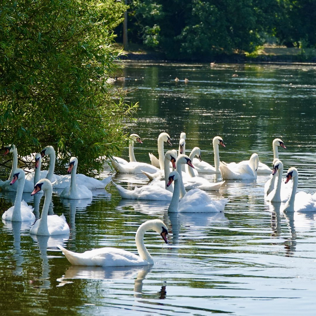 stevewhtmr's tweet photo. #Swanday Swan lake 🦢🦢🦢🦢🦢 https://t.co/GEBluqij0o