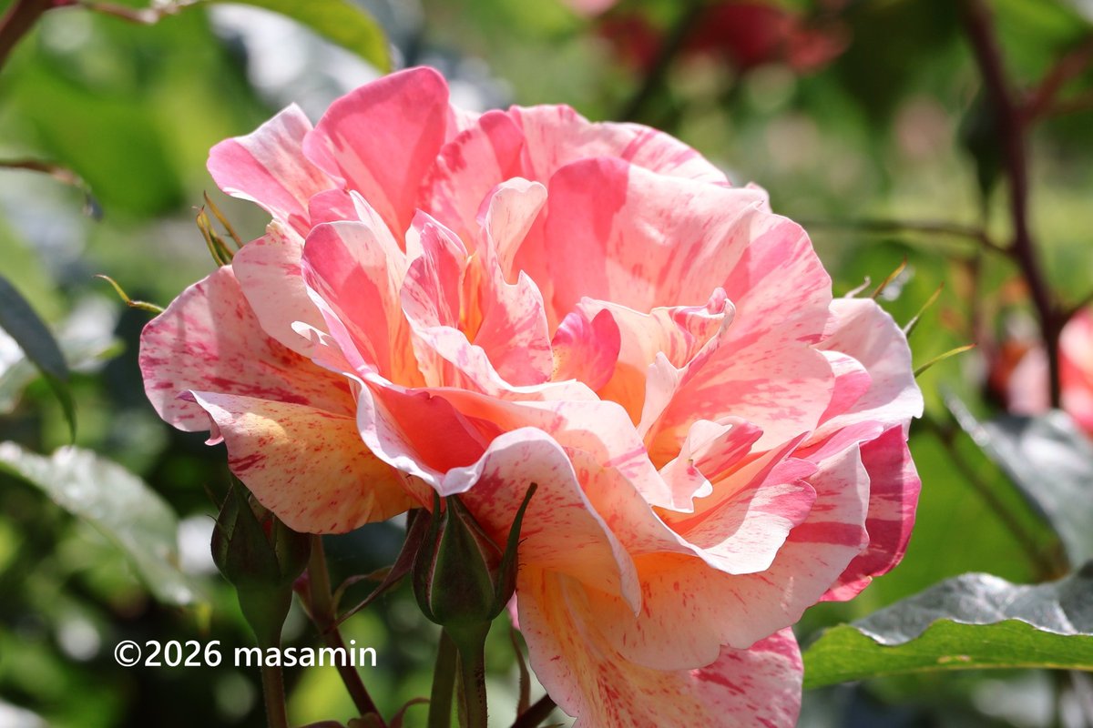おはようございます🤗 #バラ （薔薇）'ポール・ゴーギャン' Rosa