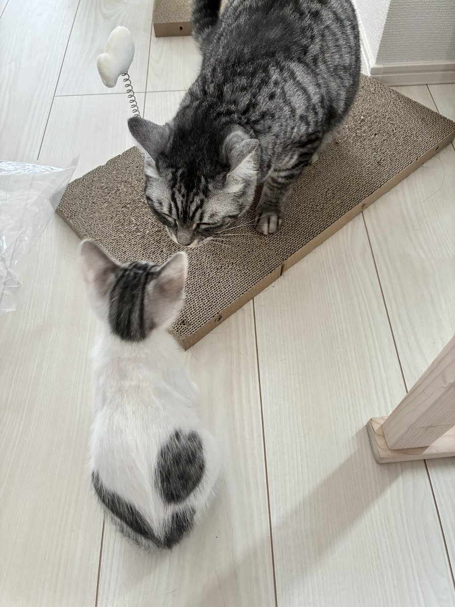 riku200818's tweet photo. 段々と距離が近づいてきて、4匹でまったりしてる時間も増えました❤️鼻チューは頻繁にやってる感じです🐈🐈
相性の偏りもなく、満遍なく仲良くしている感じが嬉しいです。

クウちゃんは寝る時には膝に登ってきて、これまた堪りません😍 https://t.co/Lbz24Lo2wi