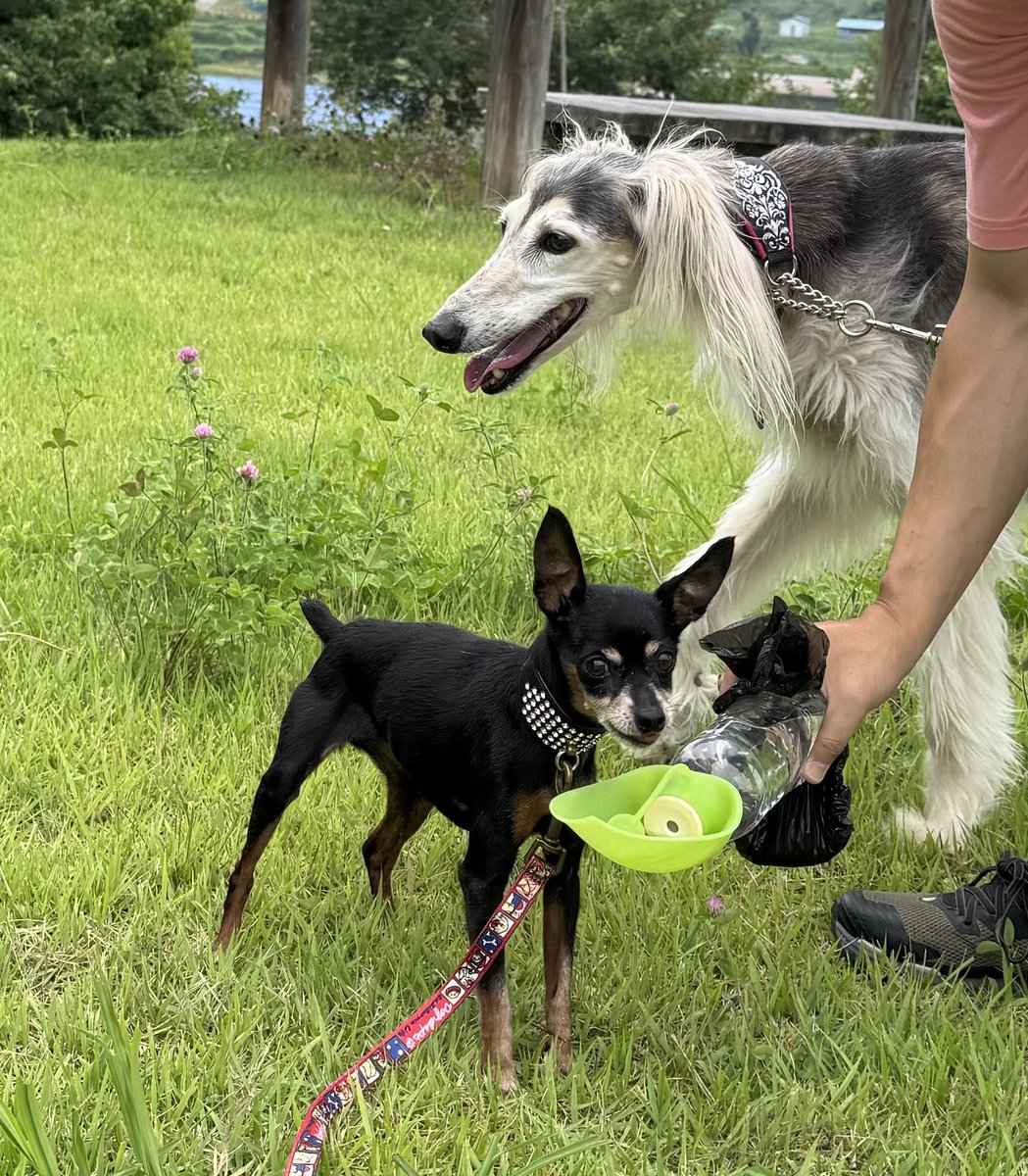 lovelystyledog's tweet photo. ひさびさに
少し涼しかったから
アリスがトリミング最中に
ジュリアとキャンディ連れてお山のドッグラン横の広場にて🐾
2ワンともだいぶ歳を重ねました
キャンディ約13歳11ヶ月
ジュリア約12歳3ヶ月
立派なおばあワンですよ🐶 https://t.co/7eB2WVLZXj