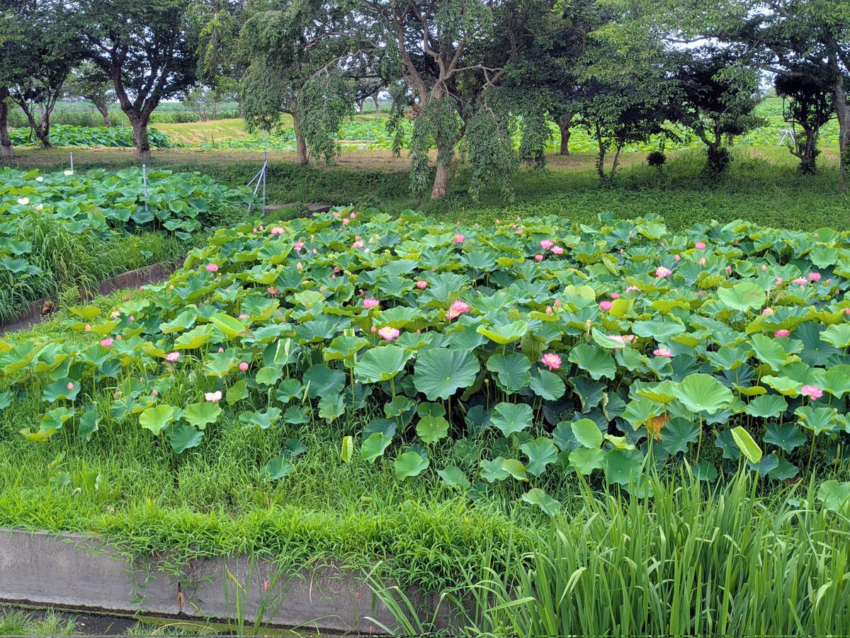 shearline's tweet photo. 今朝は霞ケ浦に行って、レンコン畑に咲く蓮の花を見に行きました🪷
3枚目は霞ケ浦環境科学センターの展望デッキから見た一面の蓮田と霞ケ浦🦠
https://t.co/B64RXMTAOM https://t.co/jEapAXFy4m