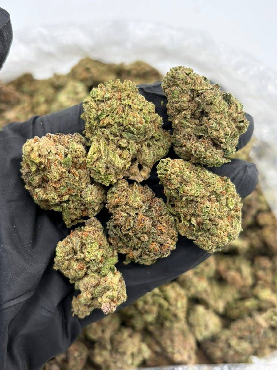MenuSmokey76652's tweet photo. Weed delivery in North York Moors, Dartmoor, Exmoor, Cotswolds, New Forest, #Jurassic Coast, #Cornwall, St Ives, #Penzance, Falmouth, Truro, Bodmin, #Newquay, Padstow, #Tintagel, Land's End, Isles of Scilly, Devon, Torquay, Paignton, #Brixham, Totnes, Ashburton, #Okehampton https://t.co/mP8Y0tQsiN