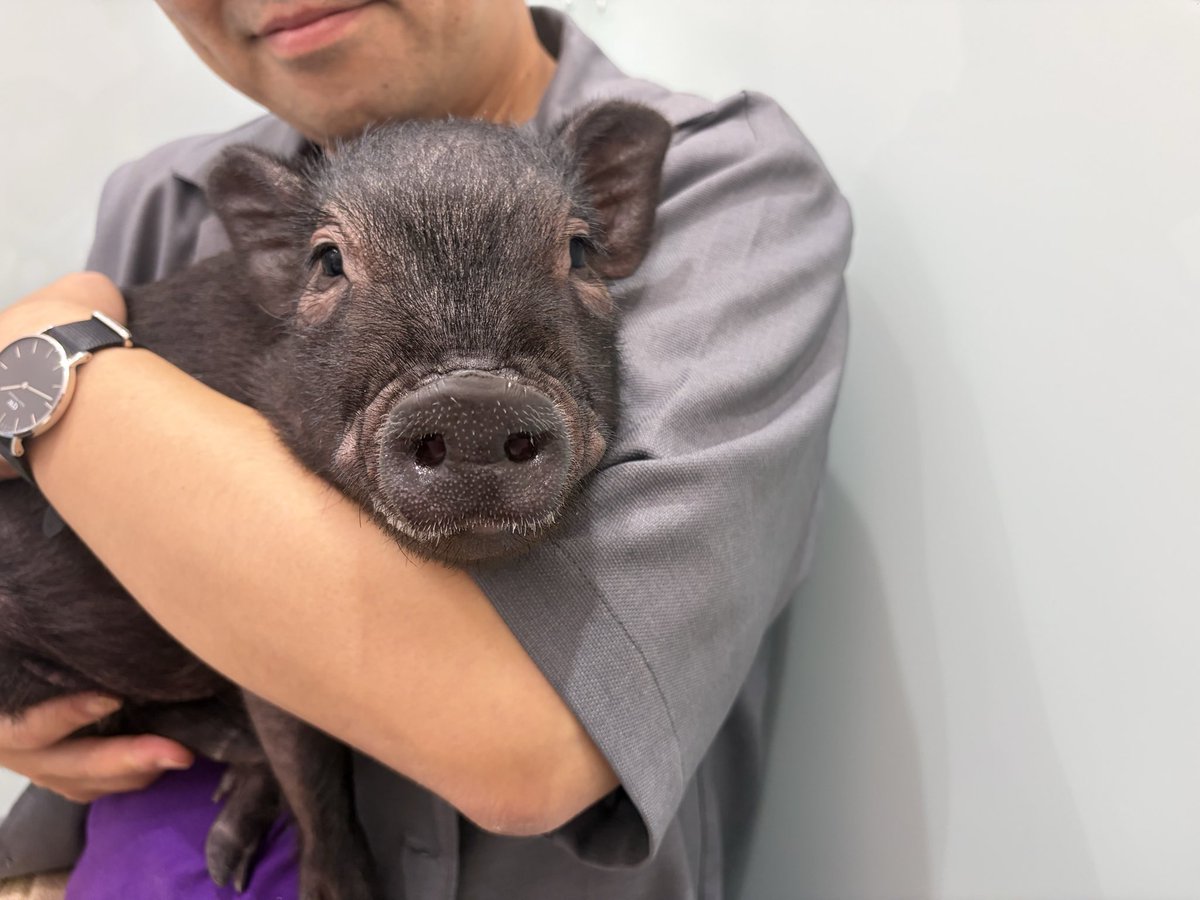 mipigjp's tweet photo. welcome to mipig owners🐽✨

mipig cafe イオンモール名取店から卒業🌸
ご家族と幸せに🫧

#マイクロブタ #マイクロブタカフェ https://t.co/E4zBVWCd3s