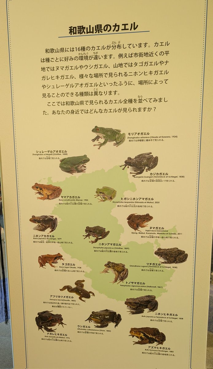 Hn62836's tweet photo. マジで来る価値ある
#大カエル展 https://t.co/WjgU5Bw8qR