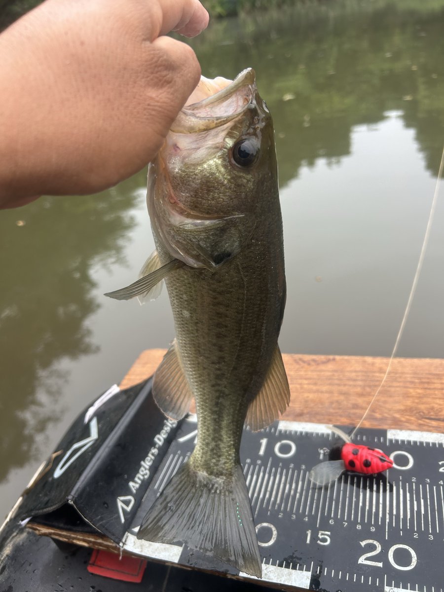 bear012110's tweet photo. 茨城の野池　
7時から15時半まで釣りしてた🎣13バイト5バラし3キャッチ全部釣ってたらなw https://t.co/55f0qN2frv