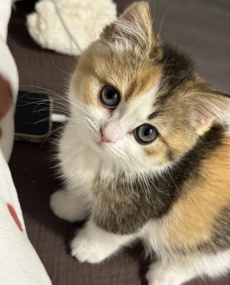 Meow tweet media