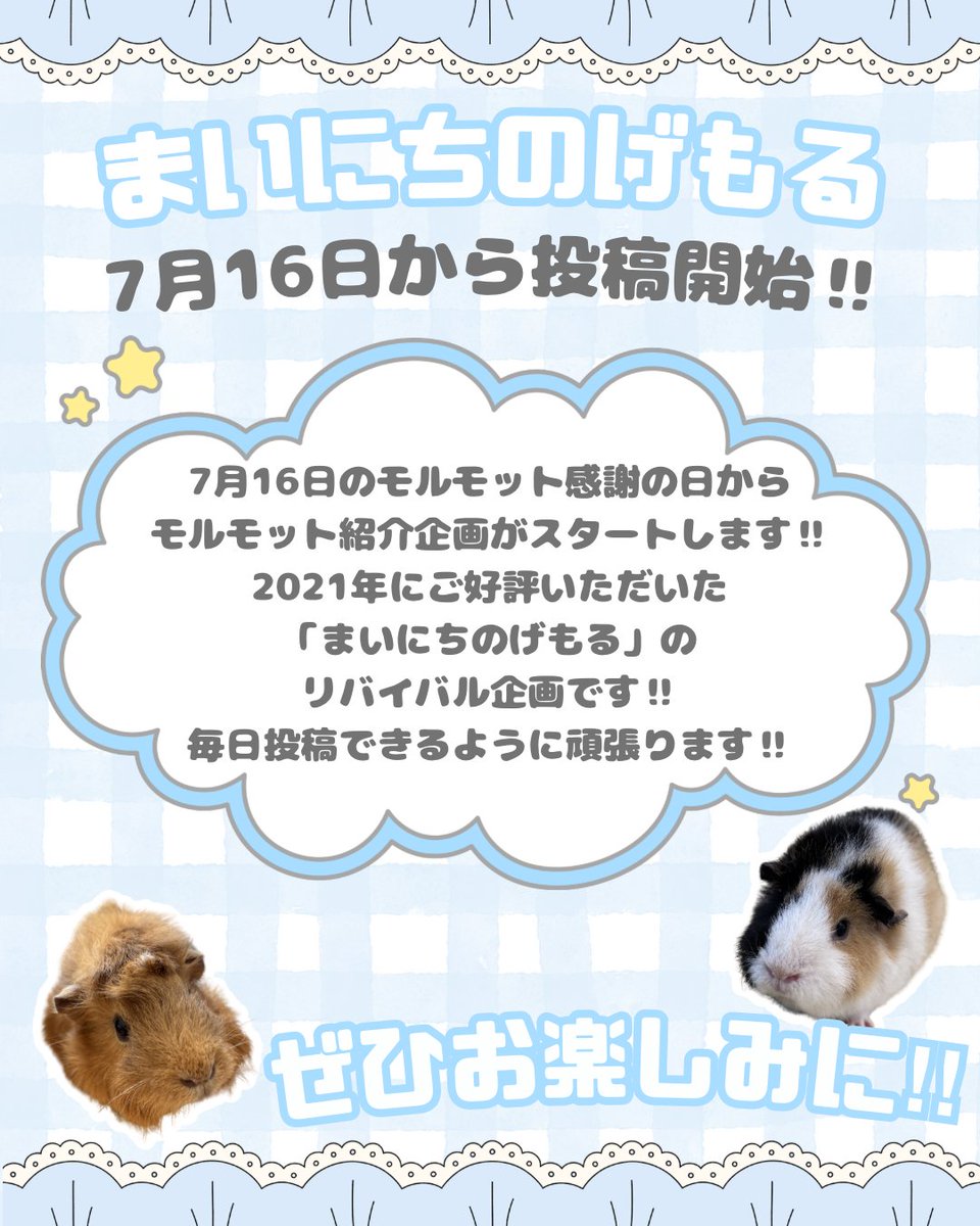 nogeyamazoo401's tweet photo. 7月16日より、モルモット紹介企画がスタート！個性あふれる #モルモット たちを1匹ずつ、SNSで紹介します。2021年にご好評いただいた「まいにちのげもる」のリバイバル企画です。ぜひお楽しみに！　　　　　 
#まいにちのげもる #FirstZOO #子どもとおでかけ #野毛山動物園 #桜木町 https://t.co/z21vUMlOw4