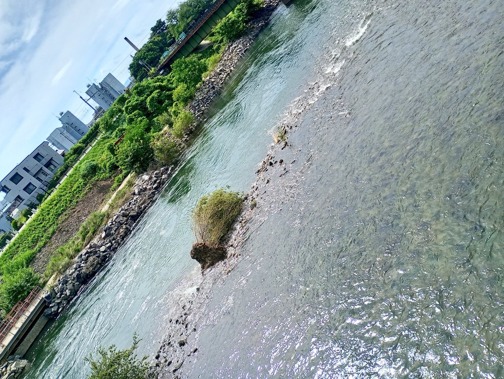 Unseki_'s tweet photo. 宇治橋から。
先日の大雨の増水で、川の中に根を張っていた結構デカい木が根こそぎ倒されてた
自然の力の大きさを改めて実感… https://t.co/cME1bZriDh