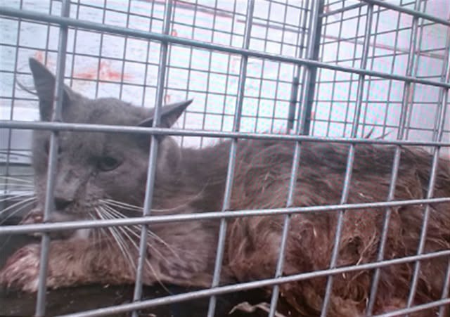 lordi1960's tweet photo. https://t.co/lwLSWxQSxq
❤️WRENN -- ID# A846951

Temperament: RESCUE ONLY

I am an unknown gender gray Domestic Shorthair.

The shelter staff think I am an unknown age.

I have been at the shelter since July 10, 2026.

I will be available for rescue on July 15, 2026.

I am currently at Devore Shelter in San Bernardino County, California.

If you would like more information about this cat,
please visit or call:

Devore Animal Shelter
19777 Shelter Way
Devore, CA 92407
Voice: (909) 386-9820 - press 2