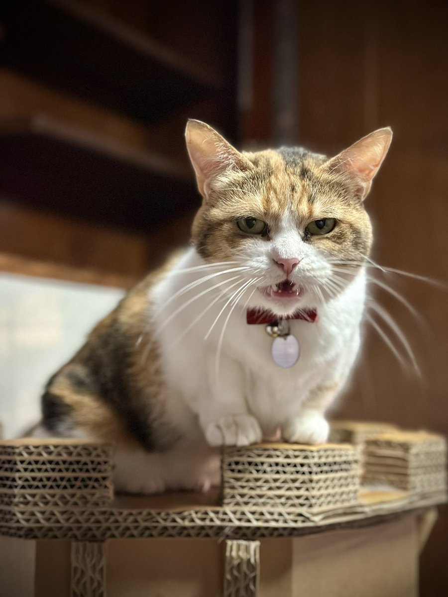 保護猫カフェmoff moff🐈 tweet media