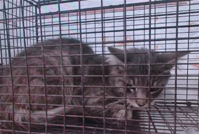 lordi1960's tweet photo. https://t.co/49uPgqnaL5
❤️AVERI -- ID# A846950

Temperament: RESCUE ONLY

I am an unknown gender gray tabby Domestic Mediumhair.

The shelter staff think I am an unknown age.

I have been at the shelter since July 10, 2026.

I will be available for rescue on July 15, 2026.

I am currently at Devore Shelter in San Bernardino County, California.

If you would like more information about this cat,
please visit or call:

Devore Animal Shelter
19777 Shelter Way
Devore, CA 92407
Voice: (909) 386-9820 - press 2