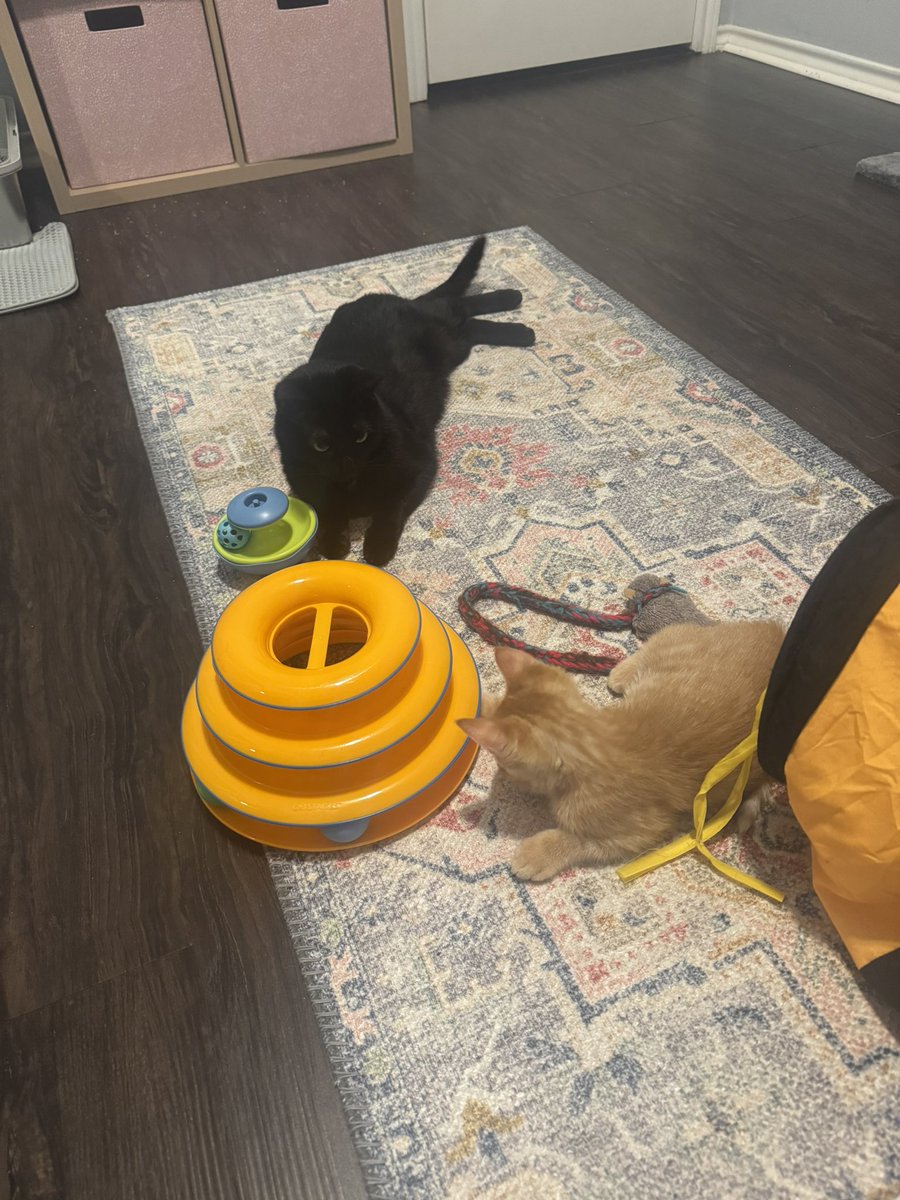 abraxas_ow's tweet photo. Prince has adjusted well https://t.co/pu0fpSW8tK
