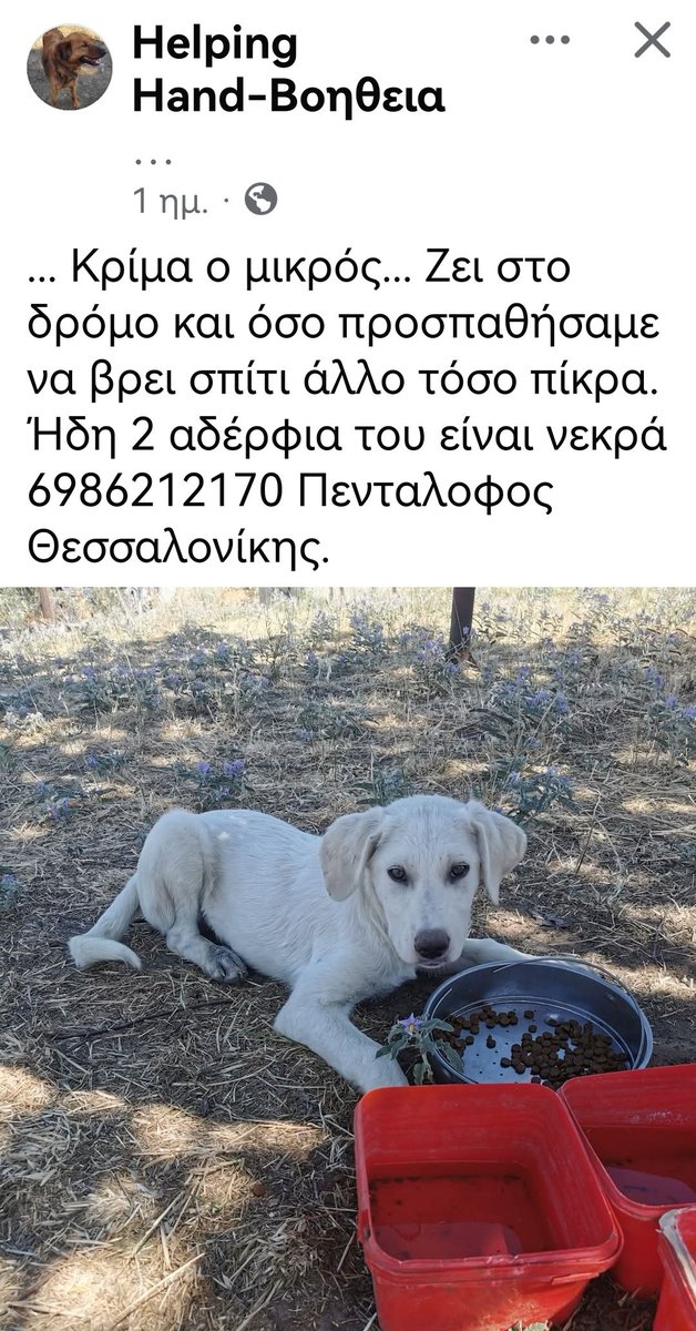 Christinalirou2's tweet photo. Πενταλοφος Θεσσαλονίκης
‼️🆘‼️🆘‼️🆘‼️🆘‼️🆘‼️🆘‼️🆘
Οι εθελοντές κάνουν έκκληση για Υιοθεσια για αυτό το πλάσμα. Κοινοποιούμε παιδιά μήπως βρεθεί οικογένεια που θα το αγκαλιάσει. 🏡🐕✌️❤️ https://t.co/3hnHfQSK71