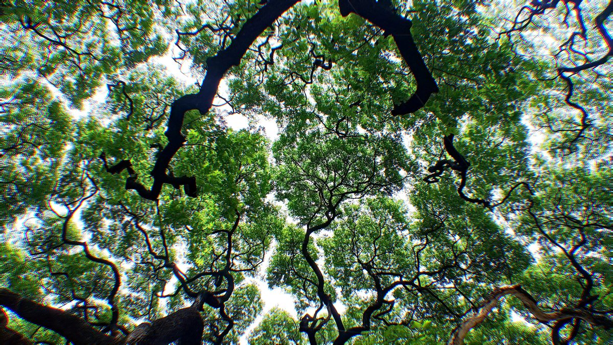 arthextic's tweet photo. lowkey grateful for the trees. https://t.co/AZsrJf9iay