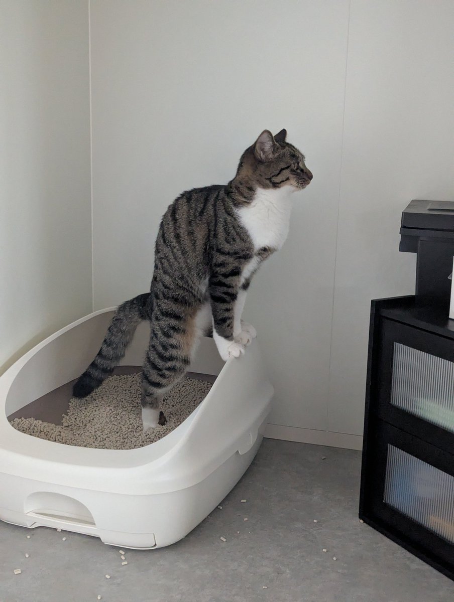 underpine724's tweet photo. マイキャッツウンチングスタイル https://t.co/X9pNYEIib1