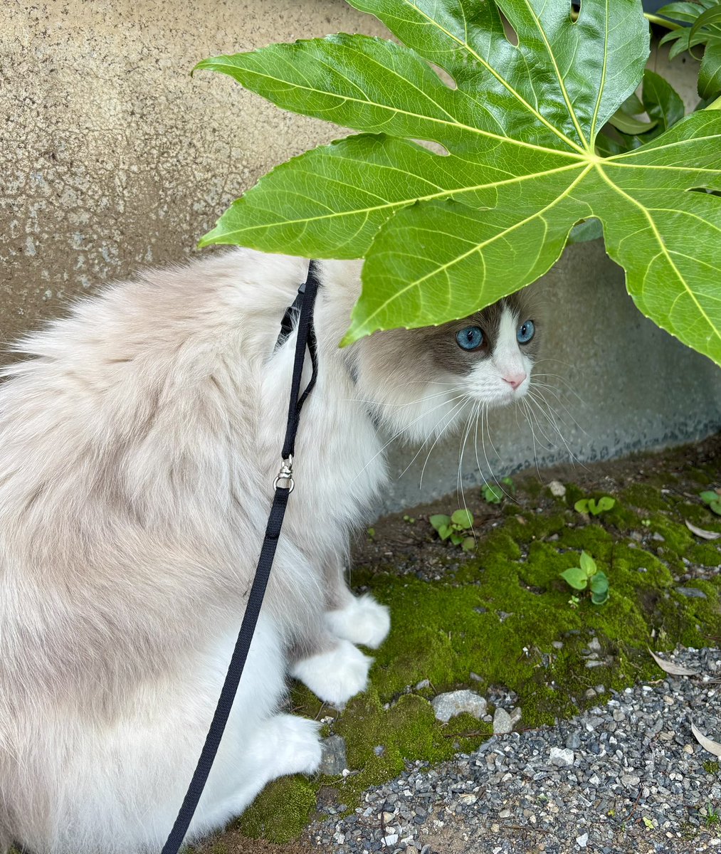 ratsujo's tweet photo. お外出るときは
日傘しようにゃ🌿 https://t.co/T1sjNd6DjI