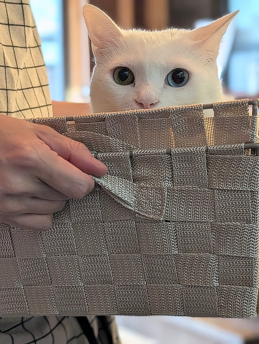 masa31015's tweet photo. 箱入り娘ウズラちゃん🐱
#よりみち茶屋とおまわり 
#猫 https://t.co/jOvMad720I