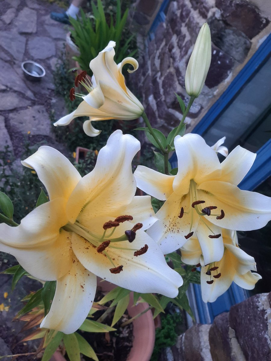BireHelene's tweet photo. Je vous souhaite un bon Dimanche fleuri de Bretagne, voici mes Lys dommage que je ne puisse pas vous partager leurs parfums si délicat https://t.co/eyBLTEEJon