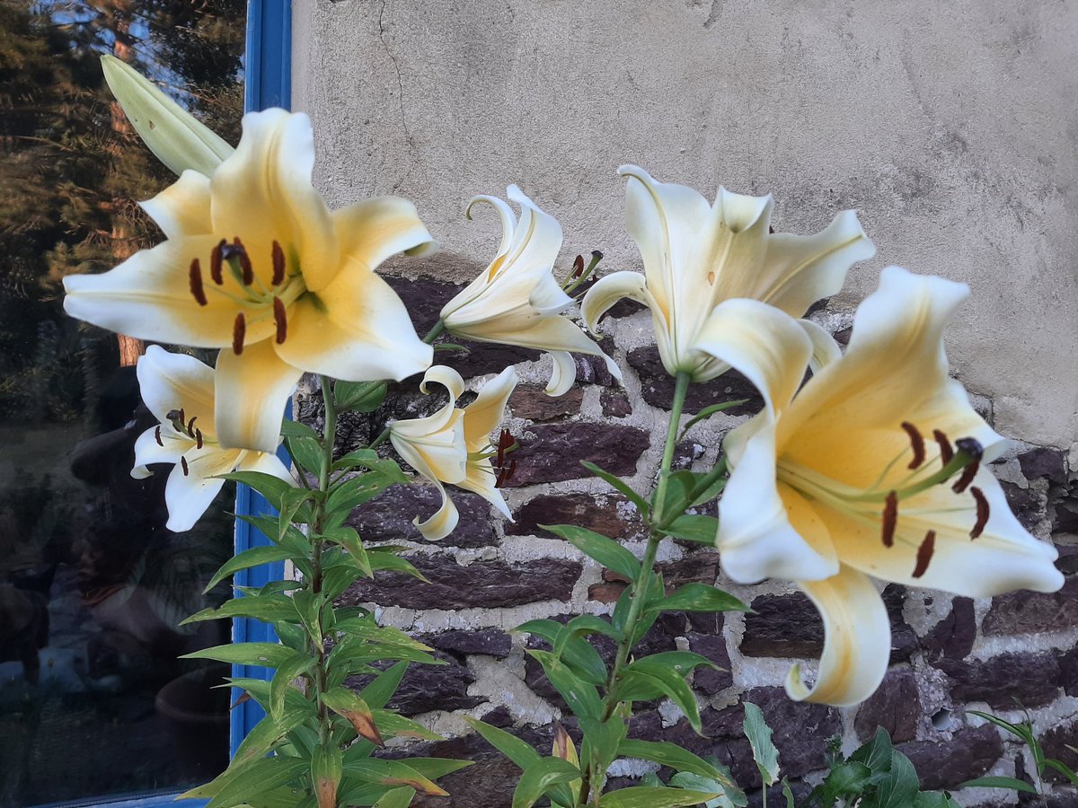BireHelene's tweet photo. Je vous souhaite un bon Dimanche fleuri de Bretagne, voici mes Lys dommage que je ne puisse pas vous partager leurs parfums si délicat https://t.co/eyBLTEEJon