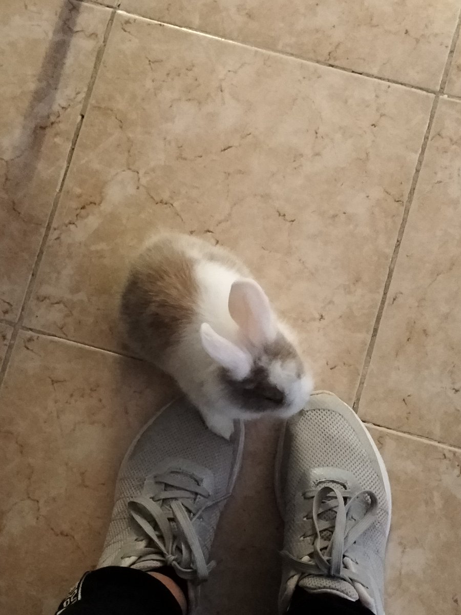 ltshlover's tweet photo. para a minha luna, 4 anos contigo foi pouco mas eu te amei como nunca amei ninguém. Obrigada por teres sido a minha melhor amiga de 4 patas e duas orelhas grandes. Te levarei sempre comigo onde quer que eu vá. https://t.co/SifAKNRnJu
