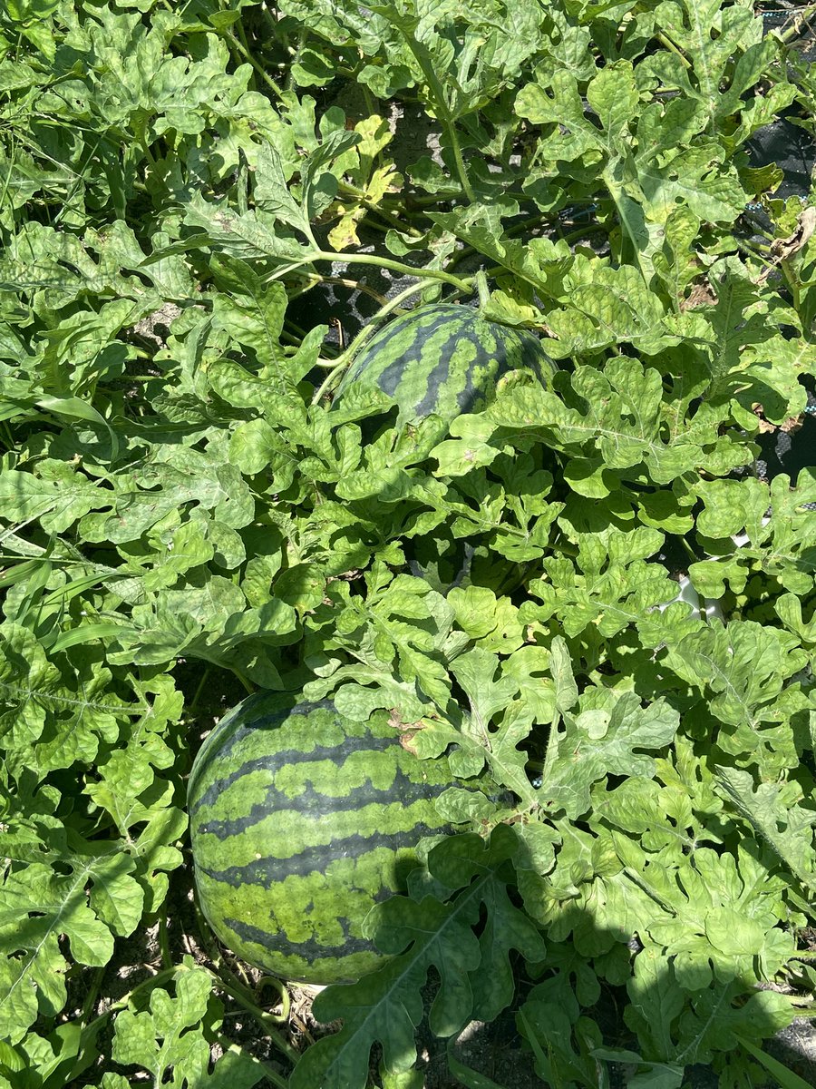 hiroshi_vln_nlv's tweet photo. 初めてのスイカ栽培、過保護に育てたらここまで大きく育ちました🍉✨
でも実は…受粉日が分かりません😂
コンコン叩いてみても音の違いが難しくて🤔💦
困った時のYouTube！いつも参考にしているあぐりんちゃんねる様の動画で収穫時期の見極め方を勉強しました。来週さっそく実行してみます！ https://t.co/Q31BTxa98f