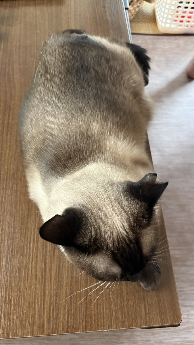 お値下げしました。シャム猫 シャム猫