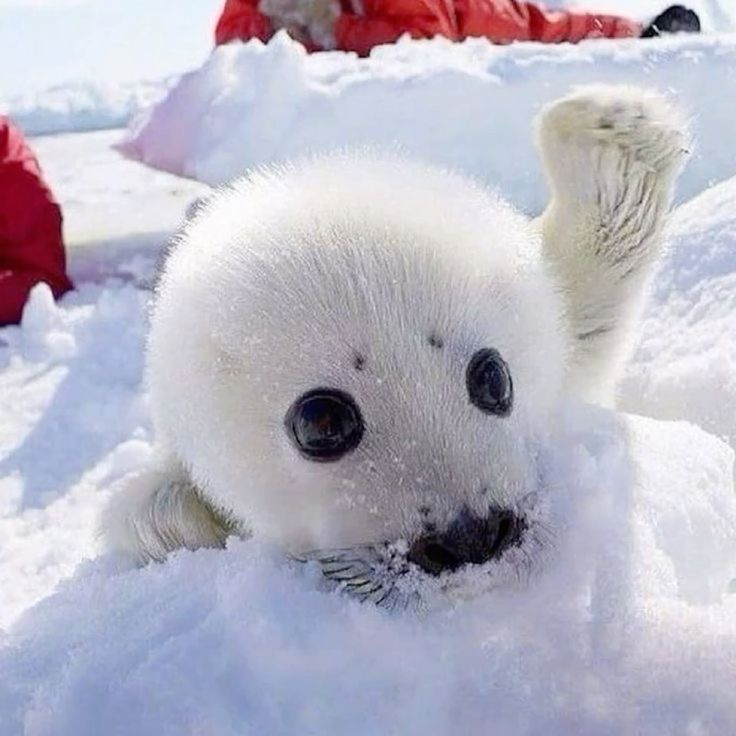 67skitzo's tweet photo. seals cuz theyre my favorite animals... https://t.co/9bRRraSFHI