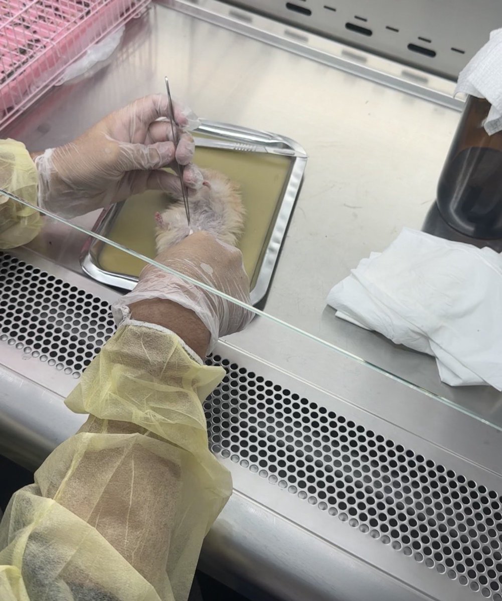 _iskkw's tweet photo. انطلق اليوم أول أيام التدريب العملي في @FSGene_Lab 

بدأنا بمقدمة شاملة  وممتعه في علم الأنسجة وتعرفنا على أنواع الصبغات والانسجه.
وطبقنا عملي اليوم على الـ Hamster (تخدير، تشريح، وفصل العينات) بدقة تمهيداً للخطوات الجاية.. والقادم أجمل! 🐹✨

#Histology  #FSGene_Summer_Training https://t.co/7PW0GlUB84