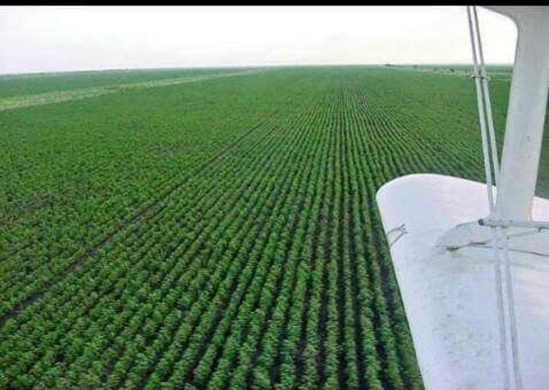 Riley216r's tweet photo. مشروع الجزيرة" أكبر مشروع زراعي ذو إدارة موحدة في العالم، وبيمر بينا أطول نهر في العالم، وعندنا ملايين الفدادين الخصبة.. 💧🌾
​ومع ذلك، السودان كان بيستورد دقيق وغذاء بالشيء الفلاني! المعادلة دي مستحيل تدخل عقل منطقي. العيب في التخطيط والسياسات ولا نحن شعب ما بنحب الزراعة؟ 🤦🏽‍♂️ https://t.co/Qy0WYBmU6B