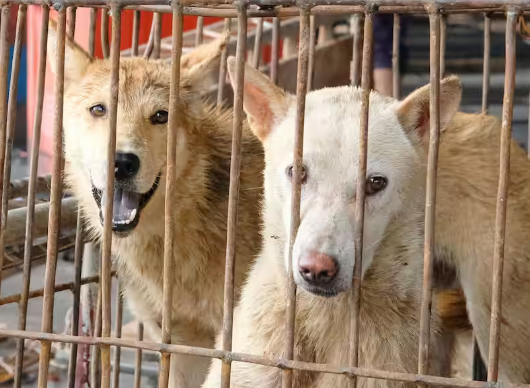 NamiKim_DogsSK's tweet photo. 🆕GOOD NEWS FROM 🇯🇵#JAPAN!

Bill to ban the #DogCatMeat gains traction in Japan - 🇨🇳CHINESE RESTAURANTS

July 9, 2026 - by .@Sankei_news
📰https://t.co/1huqH6Kh08

The Ishin party is working hard to pass a law banning the consumption of dog and cat meat, but Chinese restaurants still serve it, raising concerns that "it's okay to eat it in Japan."

The Japan Innovation Party is aiming to enact a "Dog and Cat Consumption Prohibition Law" through a legislator-initiated bill. As the name suggests, the bill would prohibit eating dogs and cats, as well as importing and raising them for consumption. While international regulations are progressing, dog meat consumption is still possible in some Chinese restaurants and other establishments. There are concerns that this could lead foreign tourists to believe that "you can eat dogs and cats in Japan." If the prohibition law is enacted, it is expected to complement animal welfare laws, and the Innovation Party is seeking the understanding of other parties, but there are some complicated issues that will make it difficult.