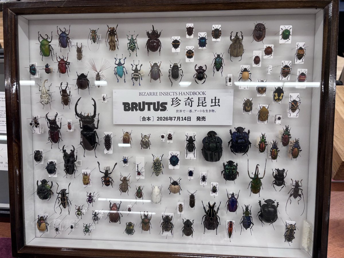 skurodz850's tweet photo. インセクタリアありがとうございました🪲
作品展示だけをしたくて申し込んだイベントはいろんな方々とお話できてとても楽しかった〜🐛
一コマ開催した色塗りワークショップもゆったりできて良かった！

手の届かない標本達はただただ眼福

会場が違うイベント2日連続はキツい！パーキングで寝る💤 https://t.co/PDS5zui9gh