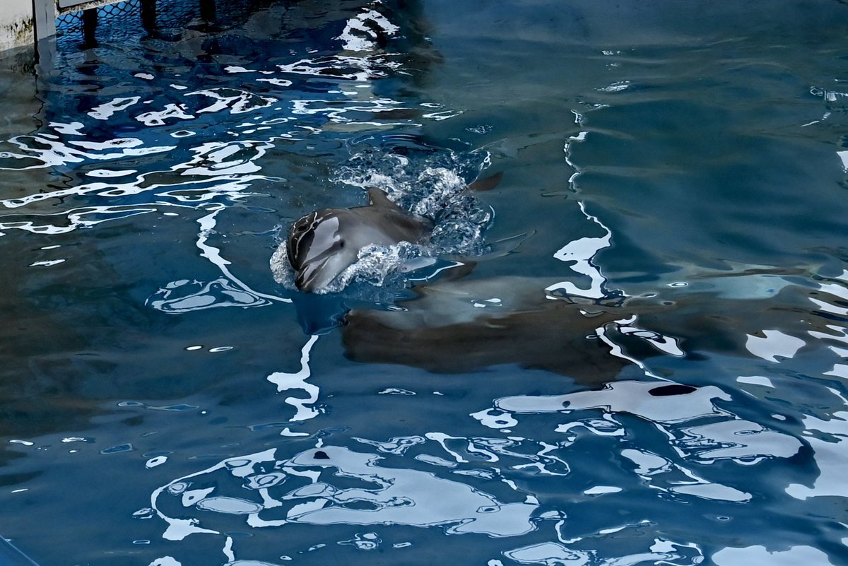 ranetyan's tweet photo. 新江ノ島水族館のシリアスの赤ちゃんイルカ
ママと一緒に泳いでるな〜と思ったら1人で急に泳いだりしててとっても可愛かった
元気に育ってほしい🐬
#新江ノ島水族館 https://t.co/a8QHtqRc2W