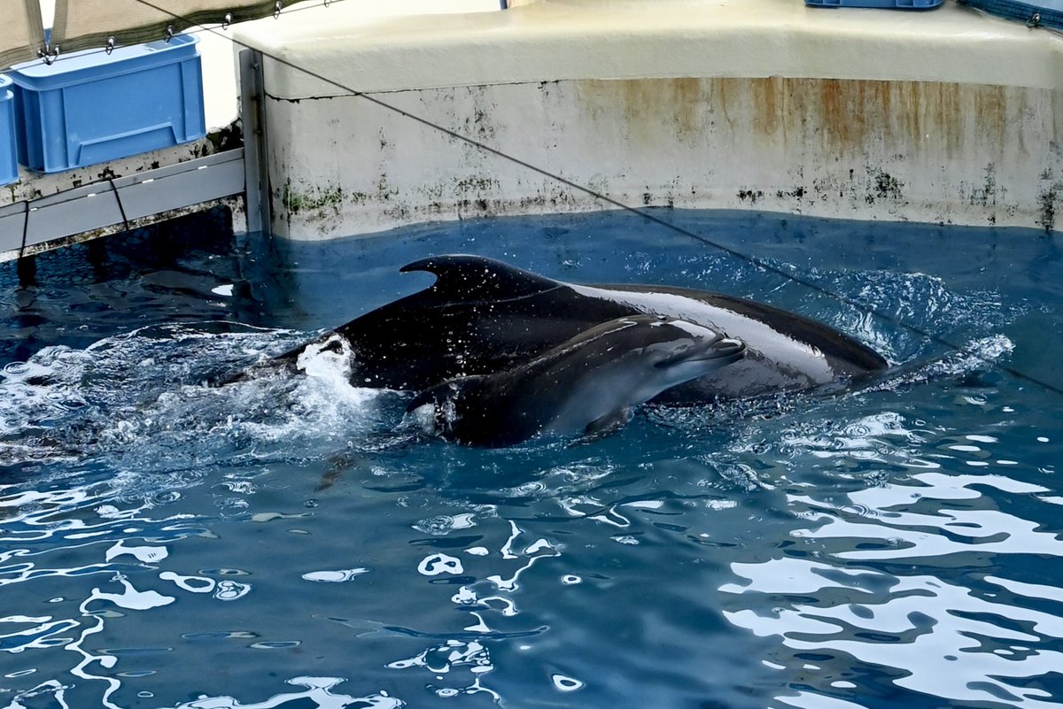 ranetyan's tweet photo. 新江ノ島水族館のシリアスの赤ちゃんイルカ
ママと一緒に泳いでるな〜と思ったら1人で急に泳いだりしててとっても可愛かった
元気に育ってほしい🐬
#新江ノ島水族館 https://t.co/a8QHtqRc2W