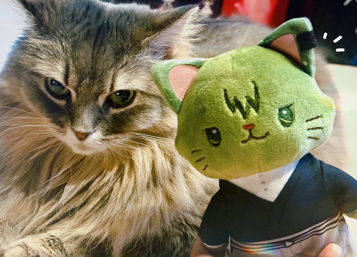 ねこさん Post by 櫻 on X: にゃおや🐱