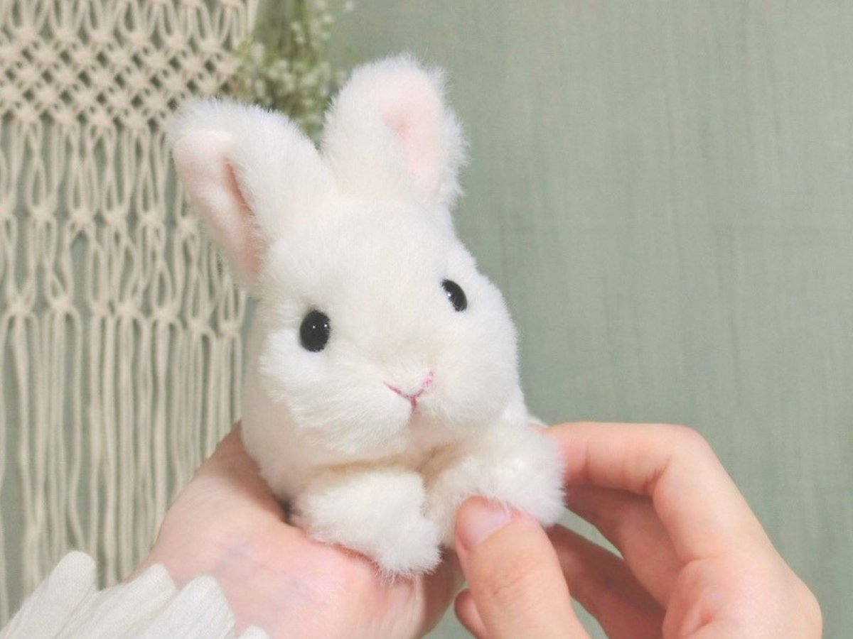 paluusagi's tweet photo. 肩乗りさん販売開始早々のご注文ありがとうございます。
今回のうさぎさ��たちは、みんな新しいお家が決まりました！
準備ができたうさぎさんから順に明日以降発送予定です。
今しばらくお待ちください🐰🏠 https://t.co/Qu9XcYULtt