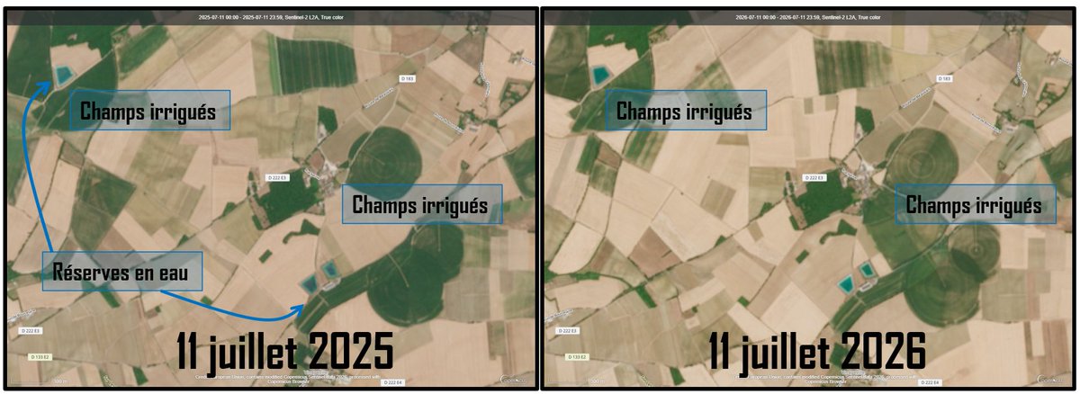 SergeZaka's tweet photo. Je considère que les réserves agricoles en eau sont nécessaires dans un contexte d'adaptation au changement climatique. Mais les canicules de 2026 m'auront aussi conforté dans une conviction que je défends depuis longtemps : on ne luttera pas contre les stress thermiques uniquement avec l'irrigation. Il faut aller beaucoup plus loin.

C'est là que se situe le véritable débat. A mon goût, la question n'est pas seulement de savoir s'il faut stocker de l'eau car ça sera inévitable. Elle est surtout de savoir dans quel projet agricole cette eau s'inscrit.

Cette image satellite (source : sentinel, centre-ouest de la France) montre deux choses :
1⃣ Les parcelles irriguées sont, bien sûr, en meilleur état que les parcelles non irriguées.
2⃣ Mais en 2026, elles souffrent malgré tout beaucoup plus qu'en 2025. L'irrigation ne compense pas les effets des chaleurs extrêmes lors de l'implantation, de la croissance ou de la reproduction des cultures. Lorsque certains seuils thermiques sont dépassés, l'eau ne suffit plus à éviter les pertes de rendement.

Cet exemple n'est malheureusement pas isolé. J'ai consulté plusieurs dizaines de situations similaires dans le Centre-Ouest, et le constat est le même.

L'irrigation n'est donc qu'une pièce du puzzle de l'agriculture de demain. Elle doit s'accompagner d'autres évolutions majeures :

1⃣ Faire évoluer les filières.
Il faudra progressivement transitionner vers des espèces et des variétés plus tolérantes à la chaleur et moins exigeantes en eau. Cela implique aussi de construire de nouvelles filières. Cette transition ne peut pas reposer uniquement sur les agriculteurs (notamment en terme économique) : industriels, distributeurs, consommateurs, recherche et pouvoirs publics doivent avancer ensemble, de manière coordonnée. On a besoin d'une vision étatique soutenue à long terme.

2⃣ Repenser les paysages agricoles.
Haies, arbres, bandes enherbées ou mosaïques paysagères permettent de ralentir le vent, de limiter l'évaporation, de favoriser l'infiltration de l'eau et de créer des microclimats plus favorables. Là encore, ces services rendus à la société devraient être rémunérés. En Suisse, par exemple, certains services écosystémiques assurés par les agriculteurs sont financés par les collectivités. Il est hors de question que ces transitions reposent uniquement sur le dos des agriculteurs.

3⃣ Restaurer les sols.
Le sol est une ressource stratégique. Toutes les pratiques qui renforcent sa structure, sa vie biologique et sa capacité à stocker l'eau (réduction du travail du sol, couverts végétaux lorsque les conditions le permettent, augmentation de la matière organique) devront être privilégiées. Mais cette transition entraîne souvent, selon les contextes pédoclimatiques, une baisse de rendement pendant plusieurs années. Ce risque économique ne peut pas être assumé par les seuls agriculteurs : il doit être partagé par l'ensemble de la chaîne alimentaire et accompagné par les politiques publiques.

4⃣ Poursuivre les progrès génétiques.
La sélection variétale devra continuer à améliorer l'efficience de l'utilisation de l'eau, la capacité des systèmes racinaires à explorer le sol, la régulation de la transpiration ainsi que la résistance des cultures aux fortes chaleurs, notamment pendant la floraison et le remplissage des grains. En revanche, je ne me prononce pas sur les nouvelles techniques génomiques : je ne maîtrise pas suffisamment ce sujet pour avoir un avis éclairé.

5⃣Repenser l'élevage.
Le lien entre élevage et cultures est essentiel au fonctionnement d'un terroir : fertilisation organique des sols, entretien des zones humides, limitation du risque d'incendie par le pâturage, maintien des paysages bocagers et de nombreux services écosystémiques.
En revanche, dans les régions où les ressources fourragères estivales deviennent de plus en plus limitées sous l'effet du changement climatique, il faudra adapter progressivement les systèmes d'élevage. Cela pourra passer, selon les territoires, par des races plus rustiques, des animaux de plus petit gabarit ou encore des espèces moins exigeantes en fourrage, comme les caprins.
En parallèle, une évolution de notre consommation est également nécessaire. Réduire les importations de viande produite dans des conditions parfois moins durables et privilégier une viande française, issue de systèmes plus résilients, constitue un levier cohérent pour limiter les émissions de gaz à effet de serre tout en soutenant notre agriculture.

En résumé, l'irrigation est une composante importante de l'adaptation, mais elle ne constitue en aucun cas une solution miracle. En agriculture, les solutions sont presque toujours multifactorielles. Miser sur un seul levier serait prendre le risque d'une maladaptation. C'est en combinant plusieurs approches que nous construirons une agriculture réellement résiliente face au changement climatique.