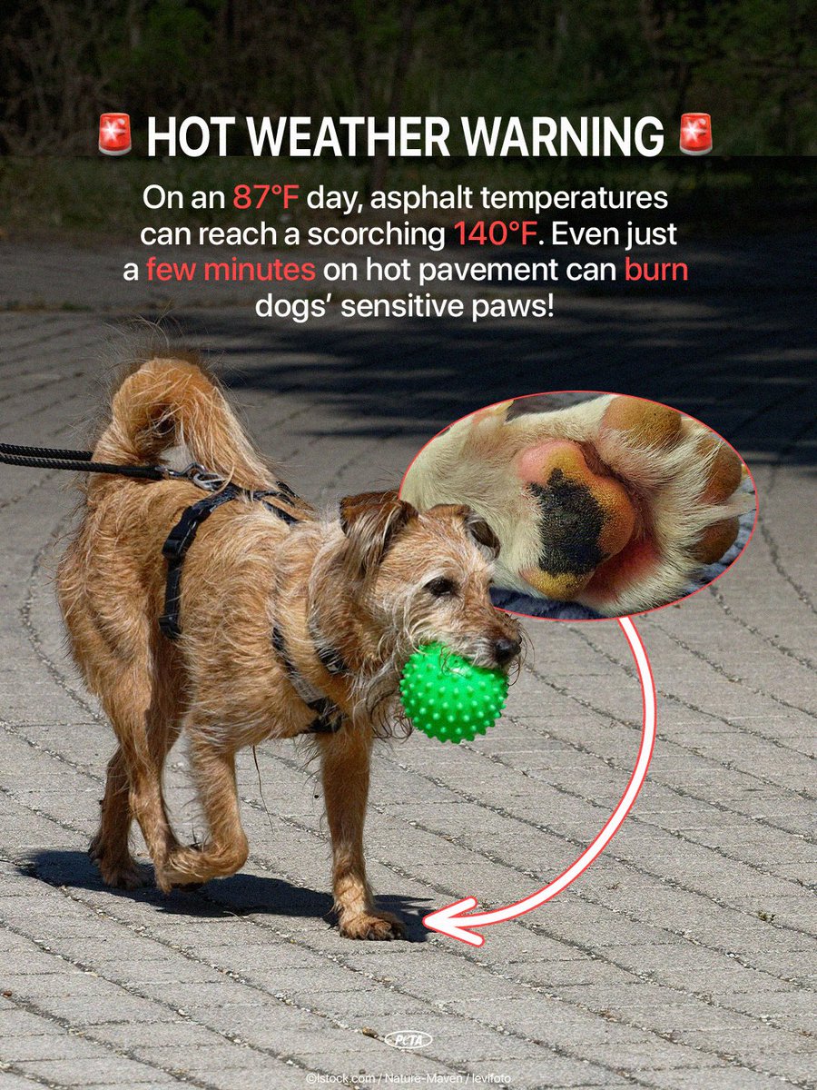 peta's tweet photo. Did you ever think that a simple neighborhood walk with your dog would cause this much harm? 💔
Test the pavement with your bare hands &amp; only walk them in the mornings and evenings. If it's too hot for you, it's definitely too hot for your dog! Protect their paws this summer 🐾 https://t.co/8Z00tvPYMl