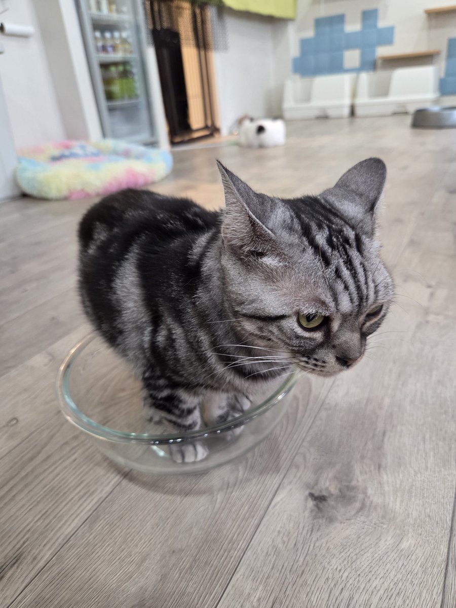 YAtrainaka's tweet photo. 今日は久々にねこカフェ🐱
小さめの子が多くて可愛かった笑 https://t.co/umDSvIRwWX