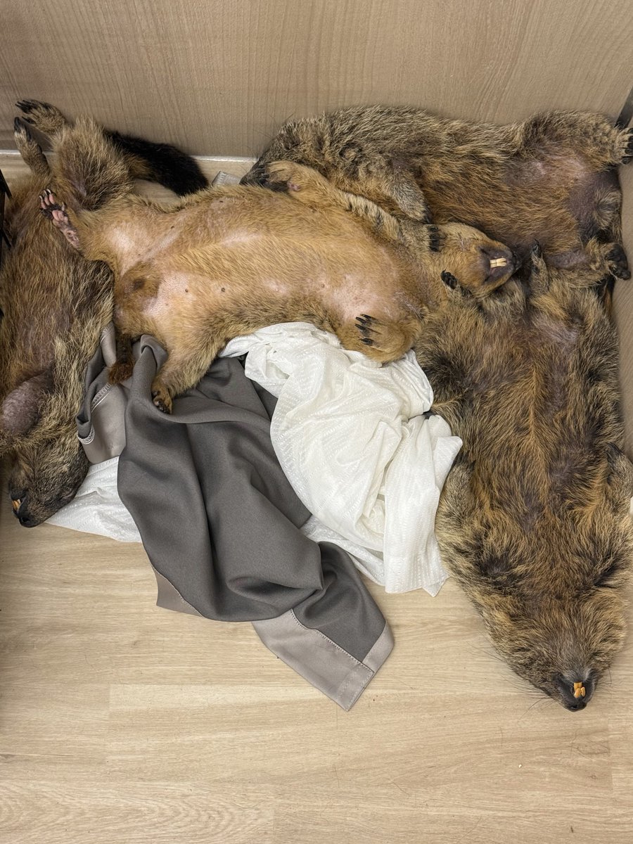 dr_marmot_'s tweet photo. 野生を知らないマーモットを見て https://t.co/7WsCB5w0FD