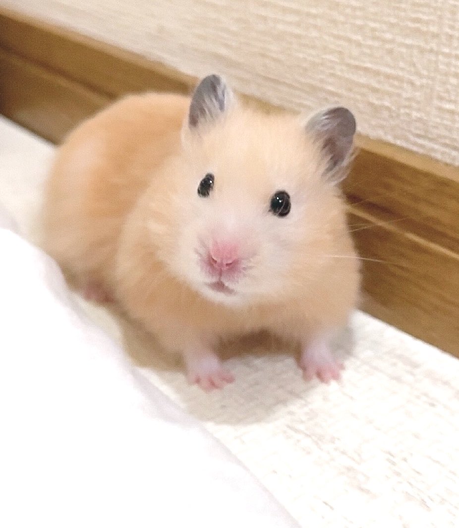 ♡りび♡ tweet media