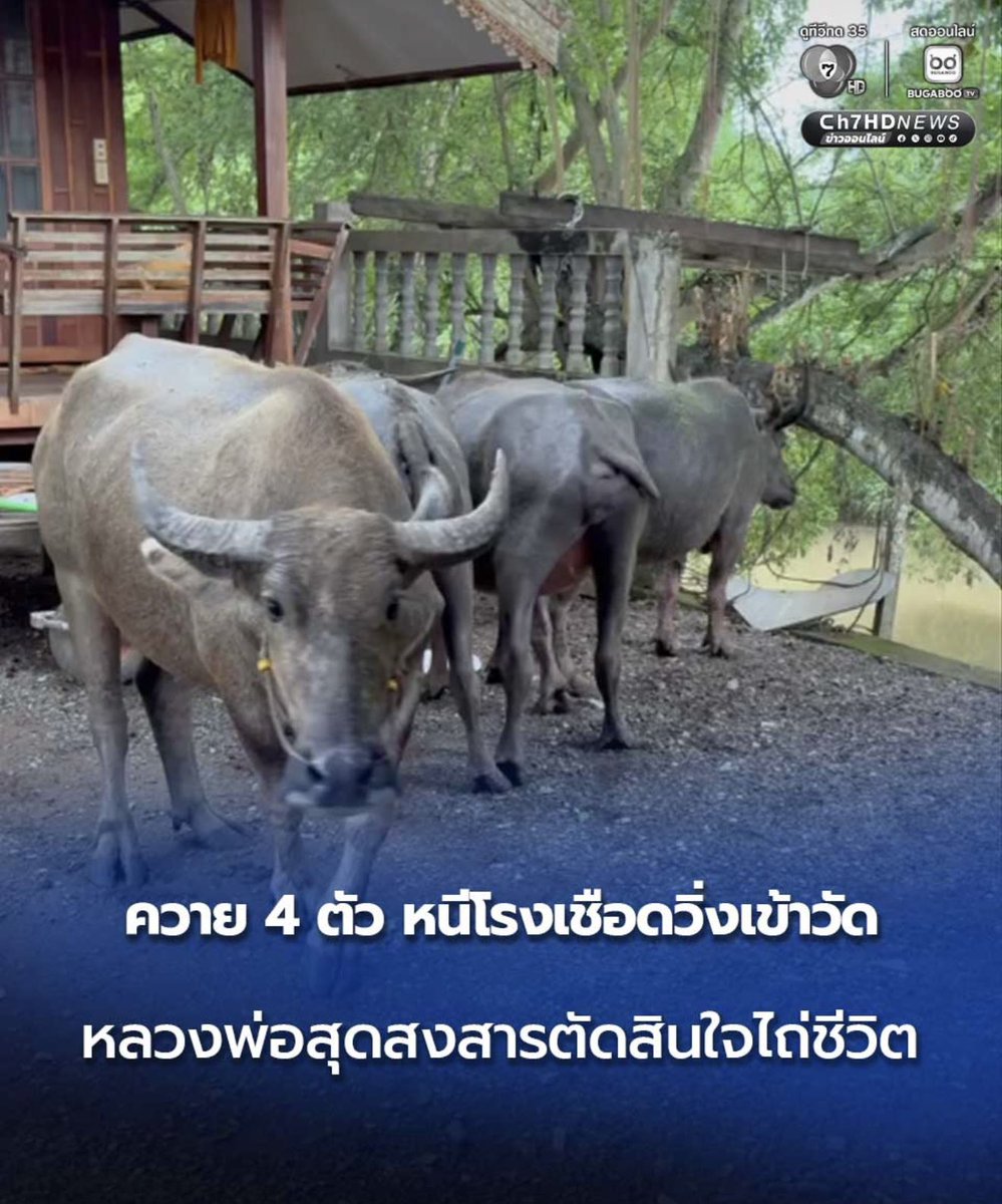 fortunelovedog's tweet photo. เป็นบุญแท้ควาย 4 ตัว วิ่งหนีจากโรงเชือด เข้ามาหลบในวัดศรีมงคลบ้านหินกลิ้ง  จ เพชรบูรณ์ เจ้าอาวาสสงสาร เลยตัดสินใจไถ่ชีวิตทั้งหมดเป็นเงิน 110,000 บาท และตั้งชื่อว่า มั่ง มี ศรี สุข อนุโมทนาสาธุ🙏🏻🙏🏻 https://t.co/FoMLIB0T8Y