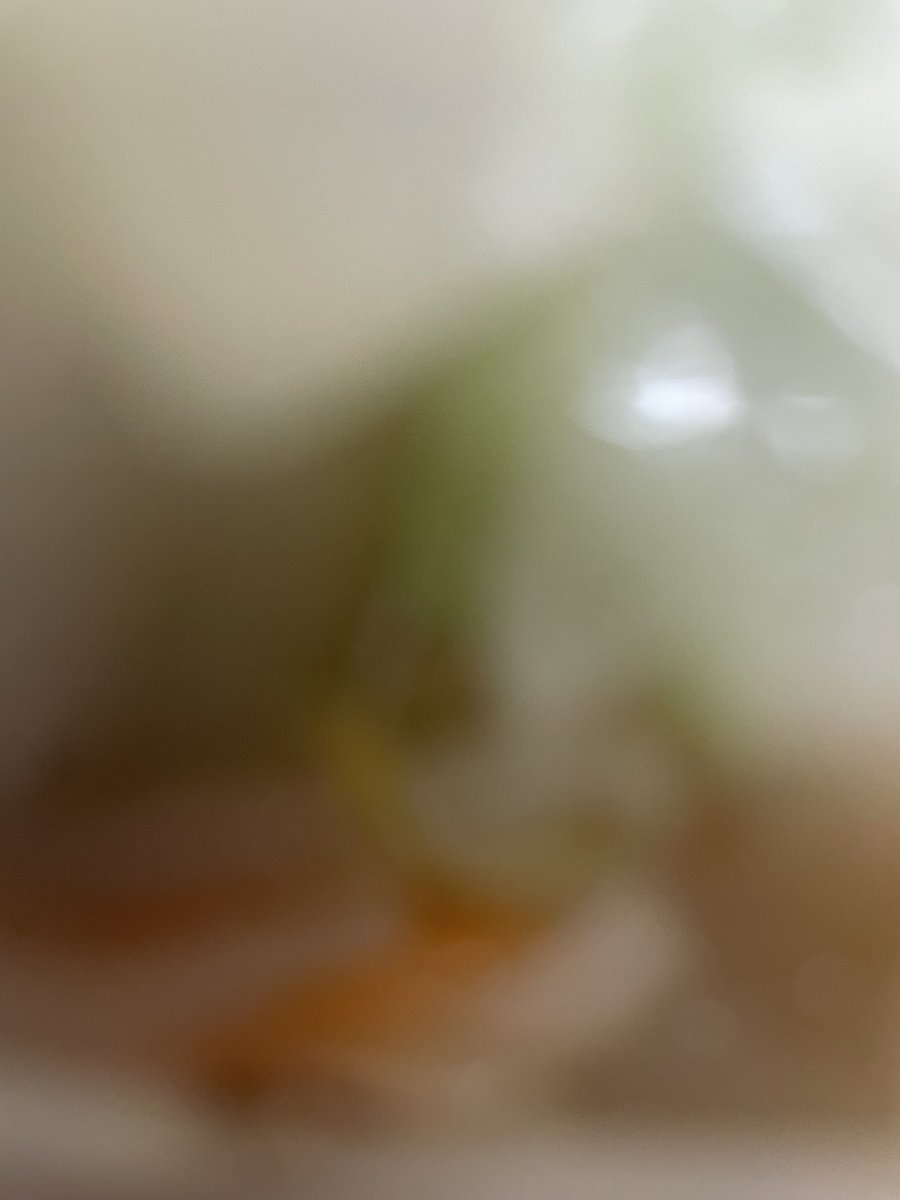 666ogrepus's tweet photo. さらはの単独終わりに日高屋でメシ
この時間に食うのは俺にとっては深夜メシ https://t.co/LmdZIFz5By