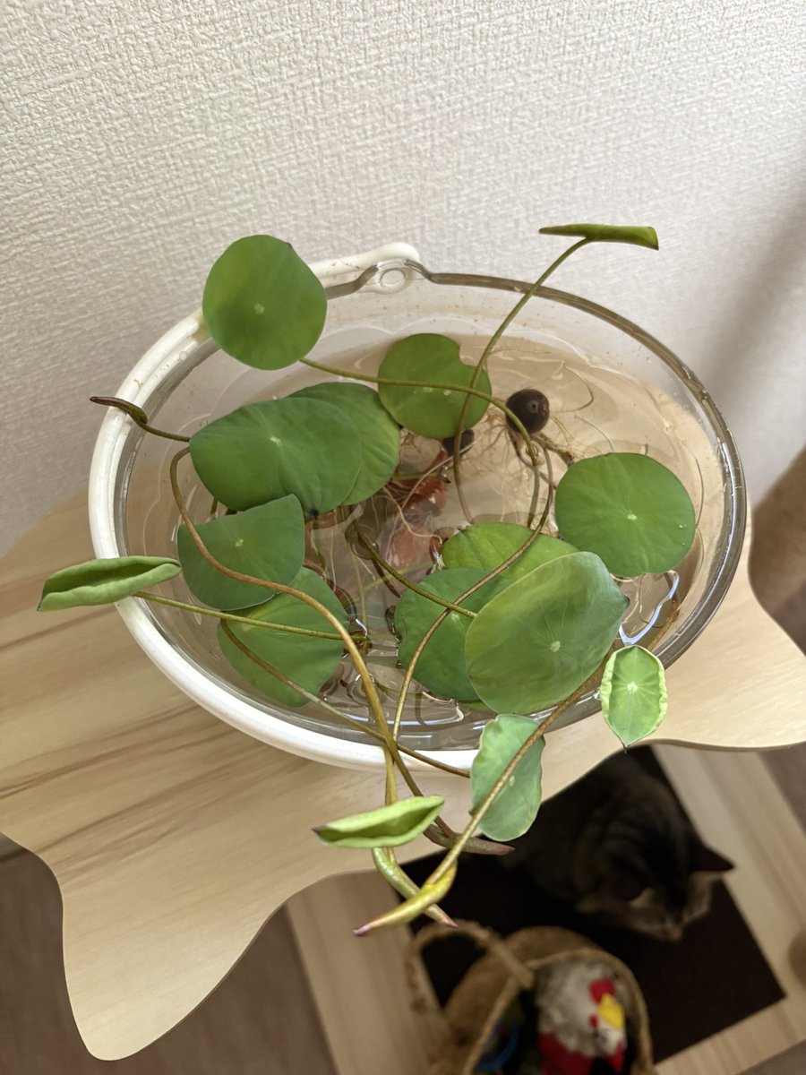 benico1692's tweet photo. 先月 蓮🪷の種を水の中にテキトーに入れていたら あっという間にこんなことになっちゃって😅
器が小さ過ぎてこのままいくと大変なことになりそうだ。
然りとて大きな器…大きな器…無いなぁ😅

#蓮
#ハス https://t.co/sitTRY7QnR