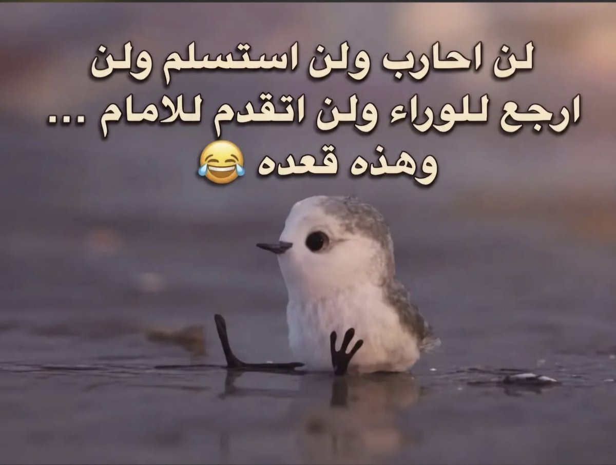 وسام الشمال tweet media