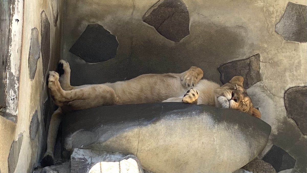 TOKUYAMA_ZOO's tweet photo. 岩の上ですよすよ。

#徳山動物園　#ライオン　#コウメ　#お昼寝　#すよすよ https://t.co/8HpMg7kYZy