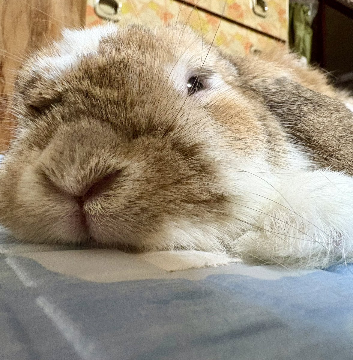 ao9_q2's tweet photo. 今晩もクーラーつけて寝ようね🌱
#うさぎ　#ホーランドロップ https://t.co/QMFx7wMymj