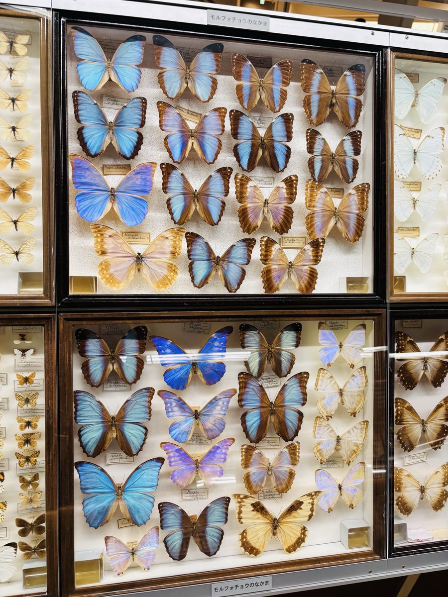 世界中の蝶の標本良すぎた ※虫注意